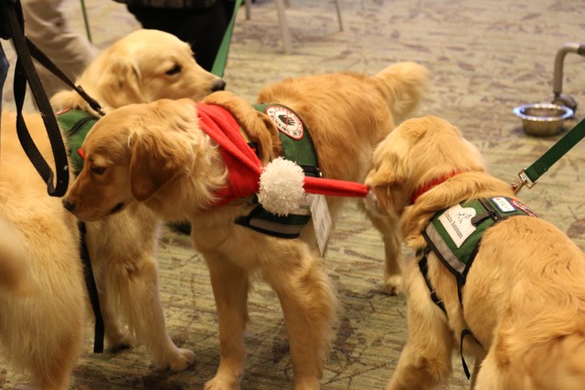 CanineAssistants, an Alpharetta, Georgia-based
nonprofit group, brings therapy dogs-in-
training to help Emory University students with
finals stress.