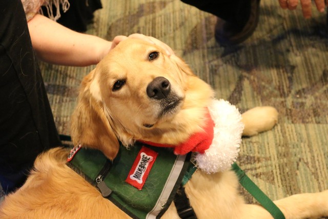 Therapy dogs: 'Perfect medicine' to help students survive finals