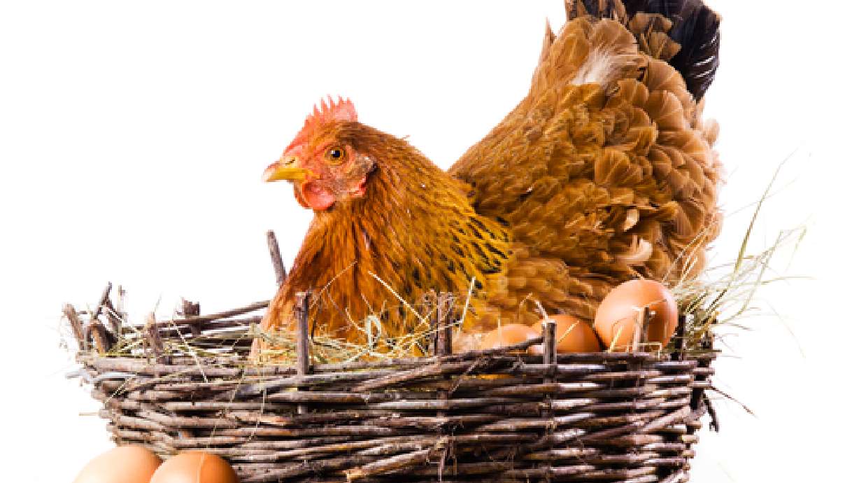 Backyard Poultry Raising