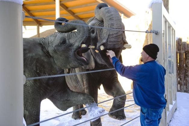 Hogle Zoo elephant keeper has big task