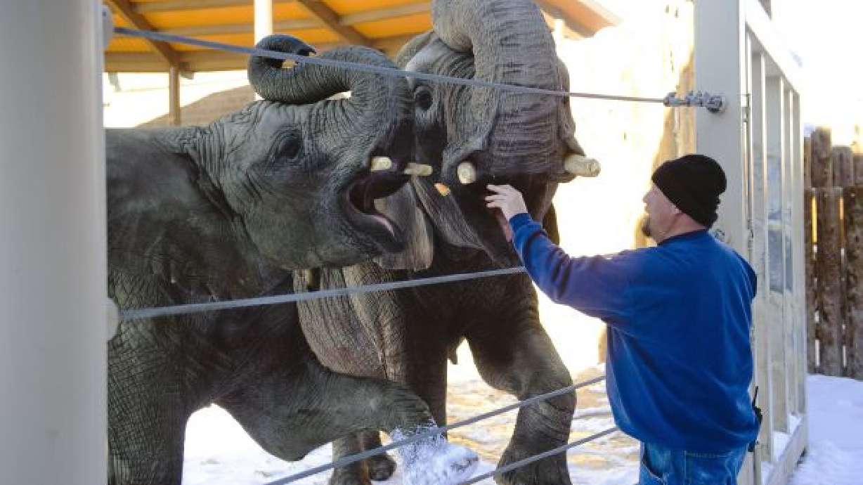 Hogle Zoo elephant keeper has big task