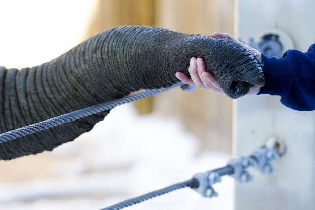 Hogle Zoo elephant keeper has big task
