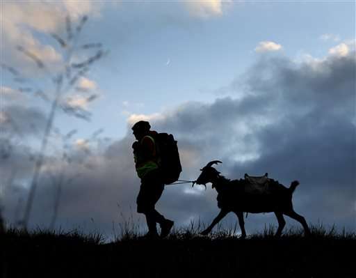 n this Wednesday, Nov. 6, 2013 photo, Steven Wescott walks with his
goat, LeeRoy Brown, along a street in Lenexa, Kan. Wescott was a year
and a half into a 3,100 mile journey walking from Seattle, Wash. to
New York City to raise money to build an orphanage in Kenya. (AP
Photo/Charlie Riedel)