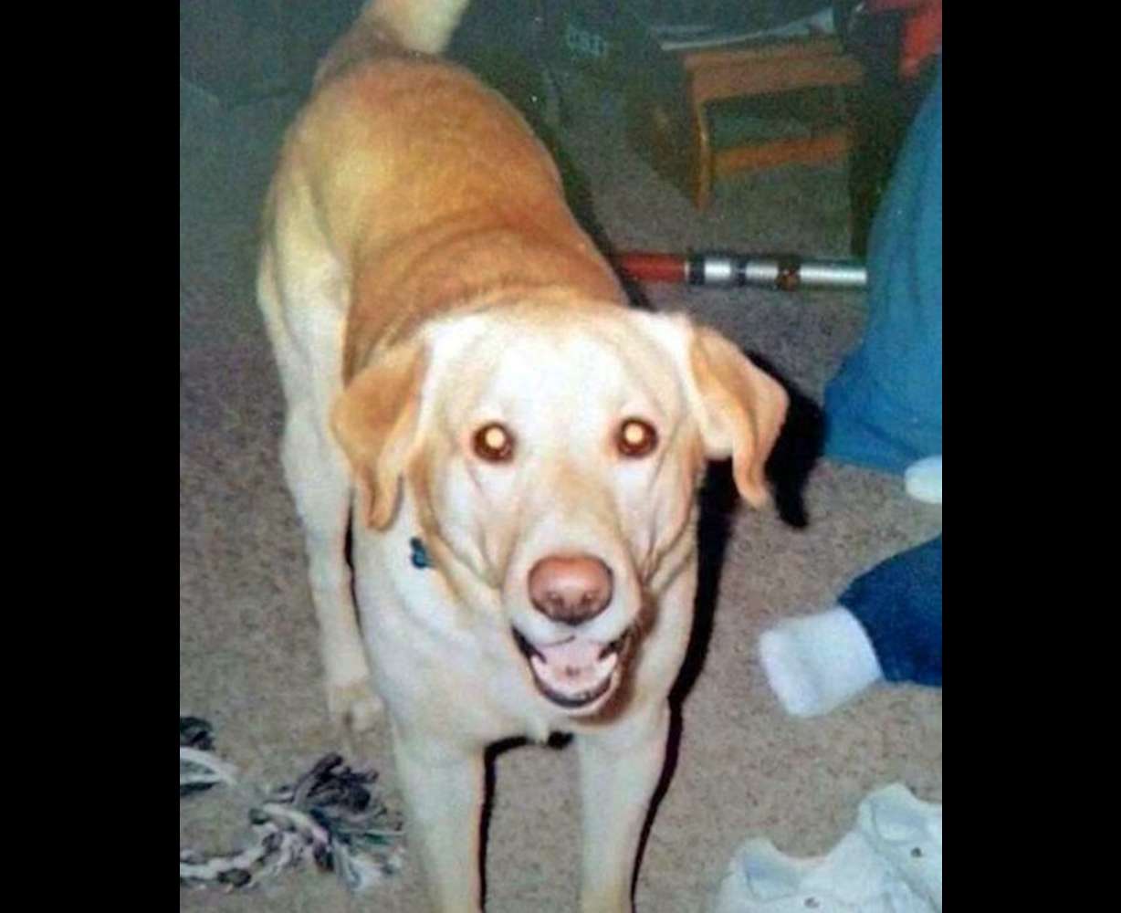Andre, Adam Sanderson's yellow lab, got out of his kennel and was hit and killed by a car Sunday, Dec. 22, 2013. Sanderson believes he may have been let out on purpose by thieves who burglarized Sanderson's home. (Photo: KSL TV)