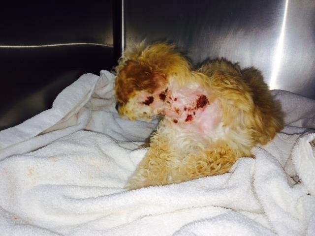 From San Francisco Animal Care and Control
Workers at a trash and recyclables-sorting
facility in San Francisco found a poodle mix in
a trash bag among other discarded material
Friday evening, December 20, 2013 -- just in
time, because it was about to drop into a pile
bound for a landfill, CNN affiliate KTVU
reported.