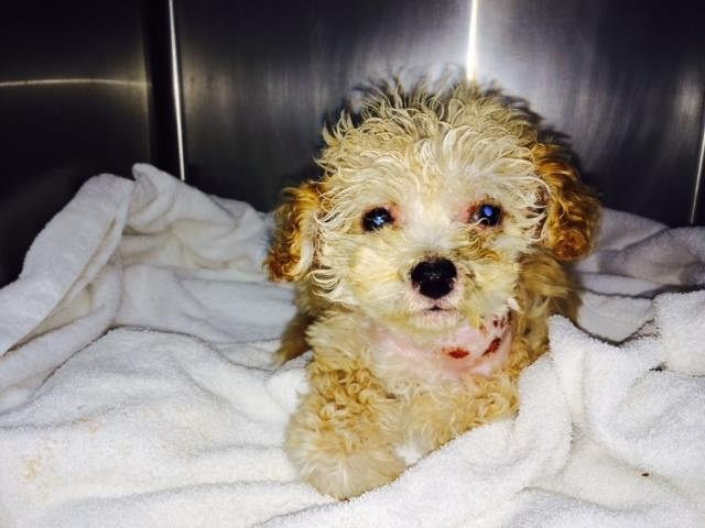 San Francisco puppy saved from trash in nick of time