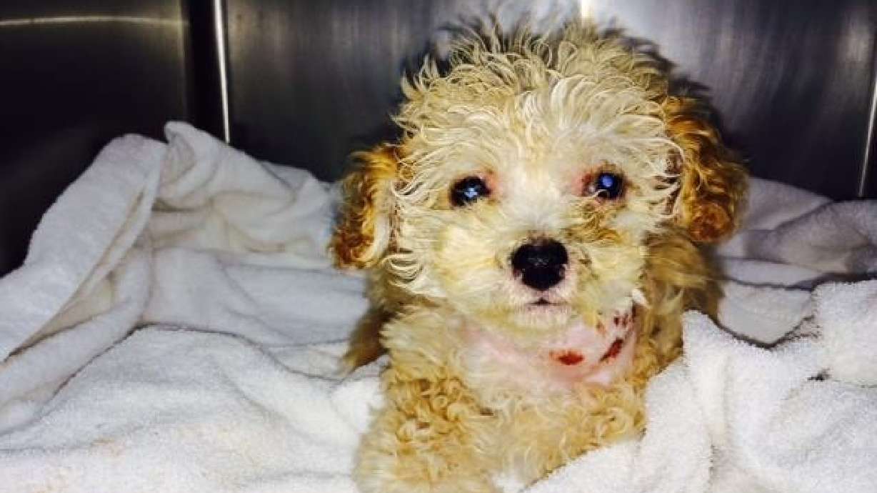 San Francisco puppy saved from trash in nick of time