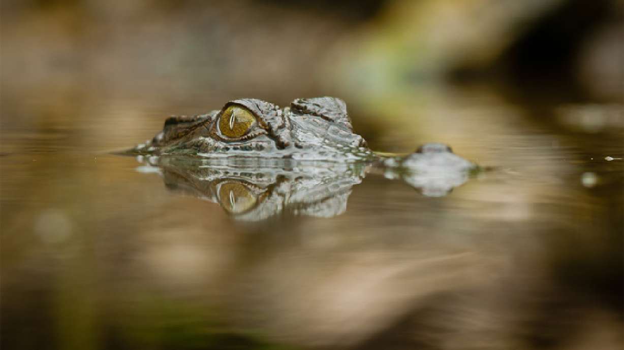 Zimbabwe man fistfights crocodile to save child