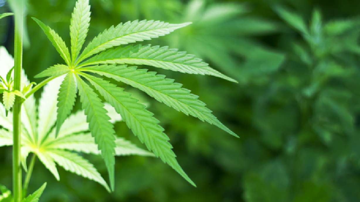 Support for legal marijuana soaring, poll says