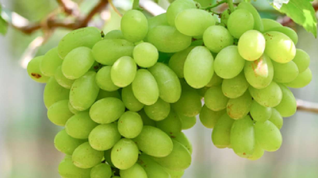 Grapes