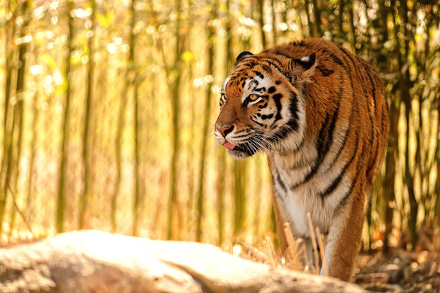Man-eating tiger kills 7 in India
