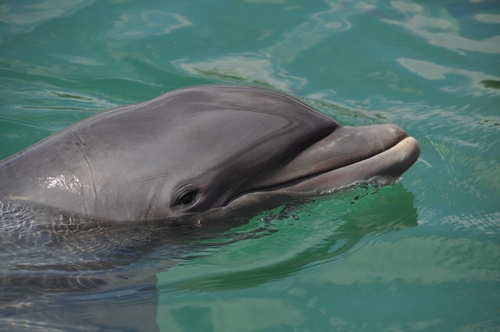 250 dolphins await slaughter, lifetime of captivity at Japan's Taiji Cove