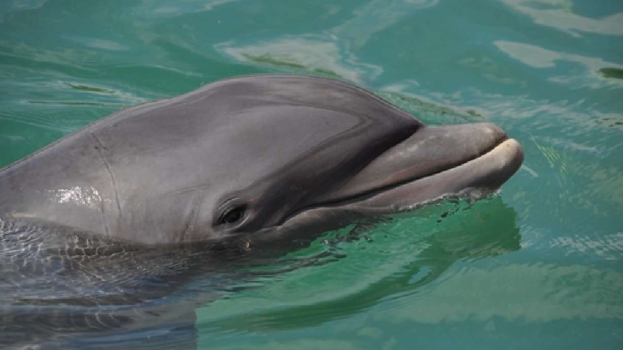 250 dolphins await slaughter, lifetime of captivity at Japan's Taiji Cove