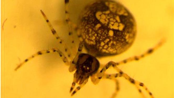 New spider species discovered by USU students