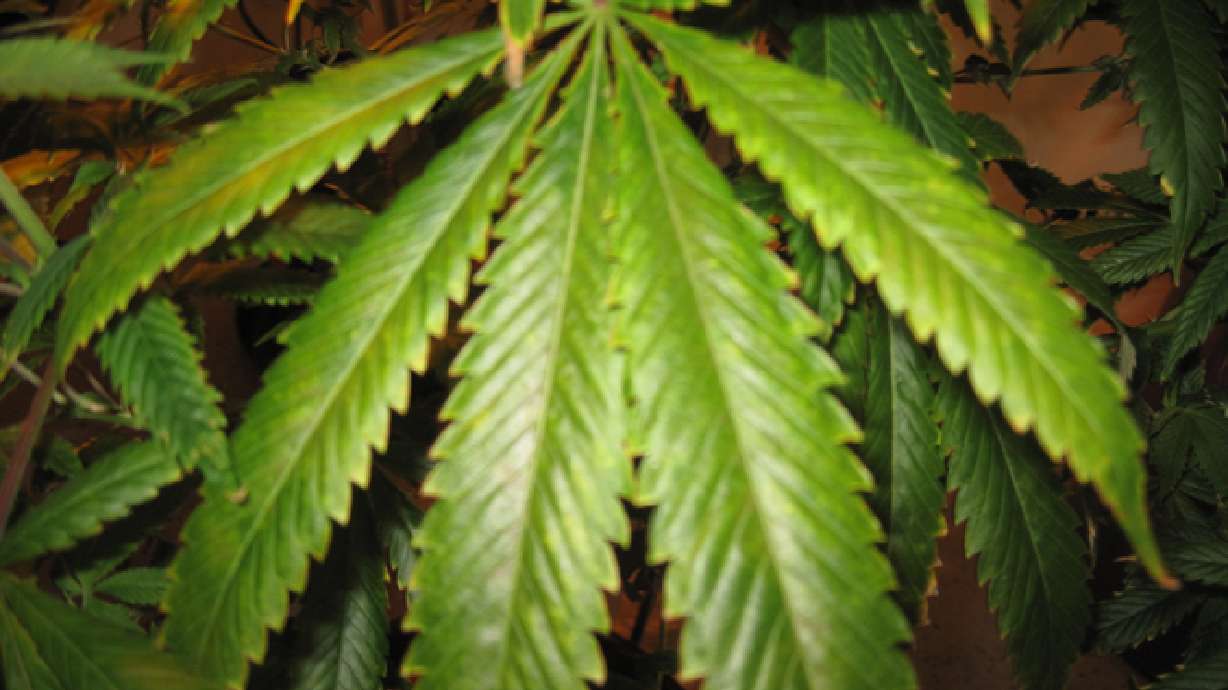 Is marijuana as safe as, or safer than, alcohol?