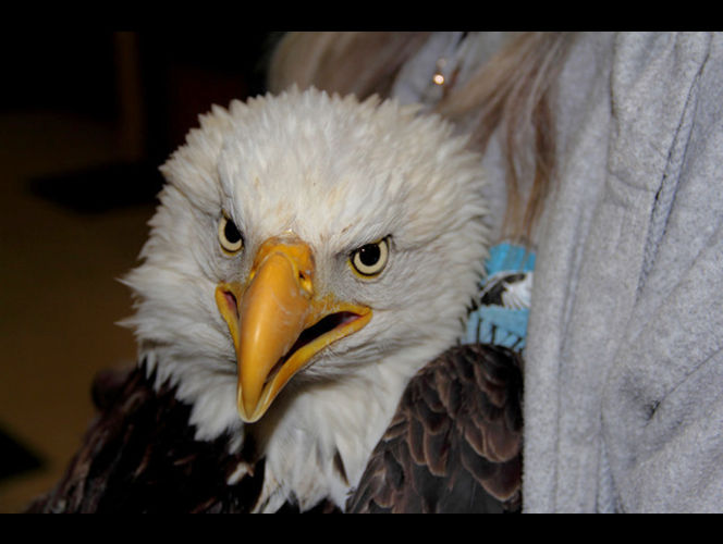 Mutated virus possible in deaths of bald eagles