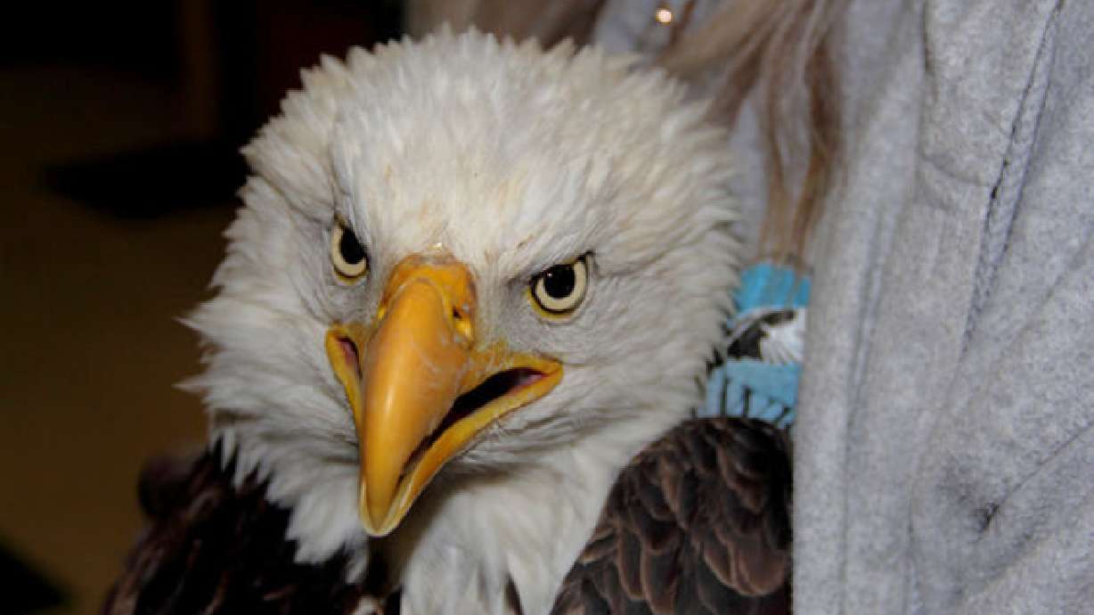 Mutated virus possible in deaths of bald eagles
