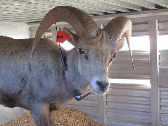 Photos: Utah wild sheep relocated by helicopter, trailers