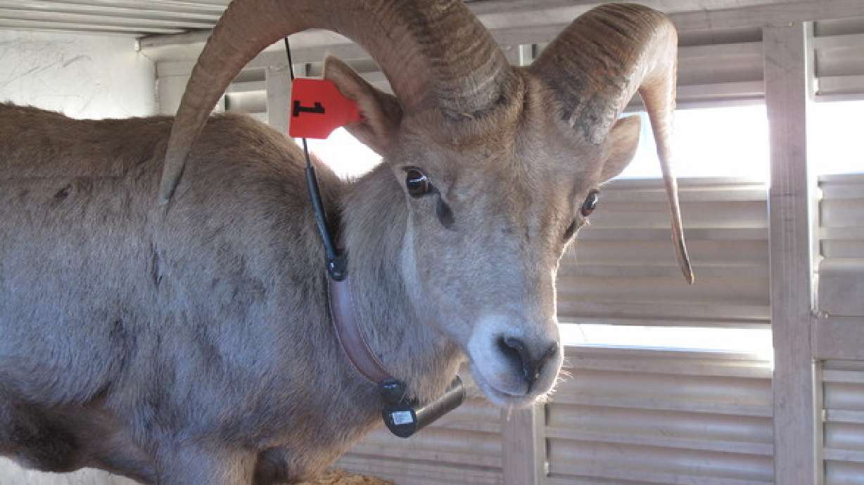Photos: Utah wild sheep relocated by helicopter, trailers