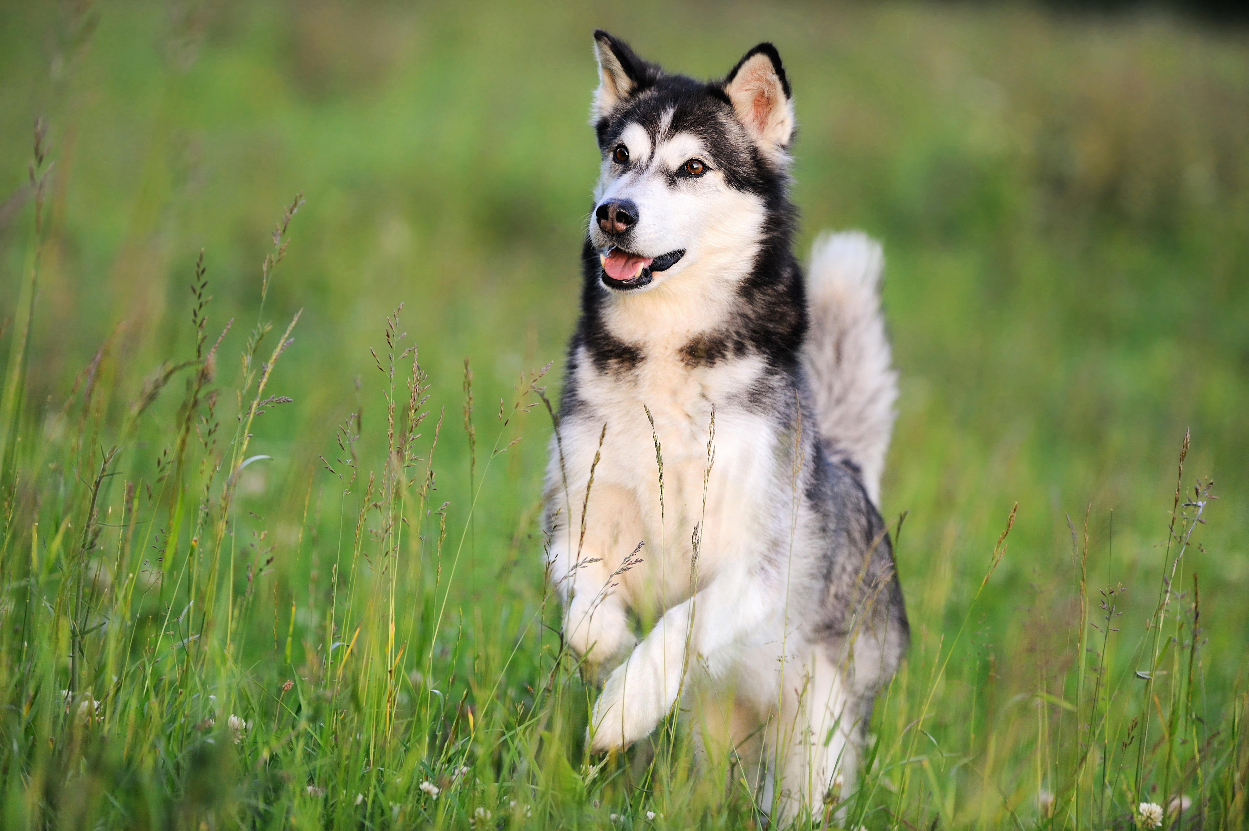 An Alaskan Malamute.