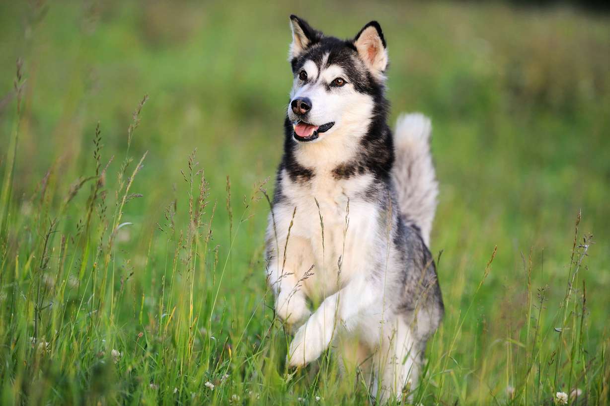 An Alaskan Malamute.