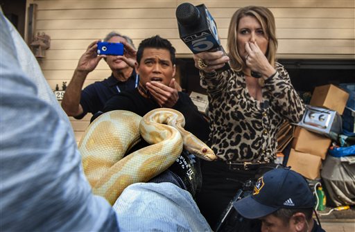 While interviewing Sondra Berg, Santa Ana 
Police Animal Services supervisor, television 
reporters Bobby DeCastro, from FOX11, and 
Wendy Burch, of KTLA 5 plug their noses to 
avoid the stench emanating from the house 
with of dead and decaying snakes in Santa 
Ana, Calif. Berg holds an albino ball python 
that was one of the surviving snakes in the 
home.