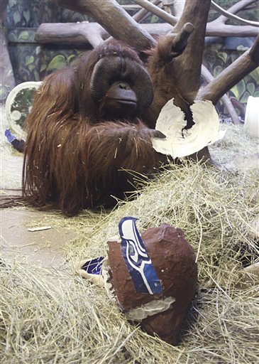 Utah ape predicts Seahawks will win Super Bowl