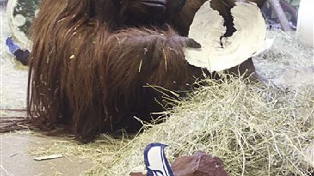 Utah ape predicts Seahawks will win Super Bowl