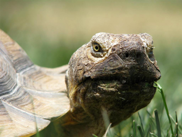 An adopted desert tortoise eats grass in its backyard home. (Photo:
Sarah Jones, photo courtesy of the Utah Division of Wildlife Resources)