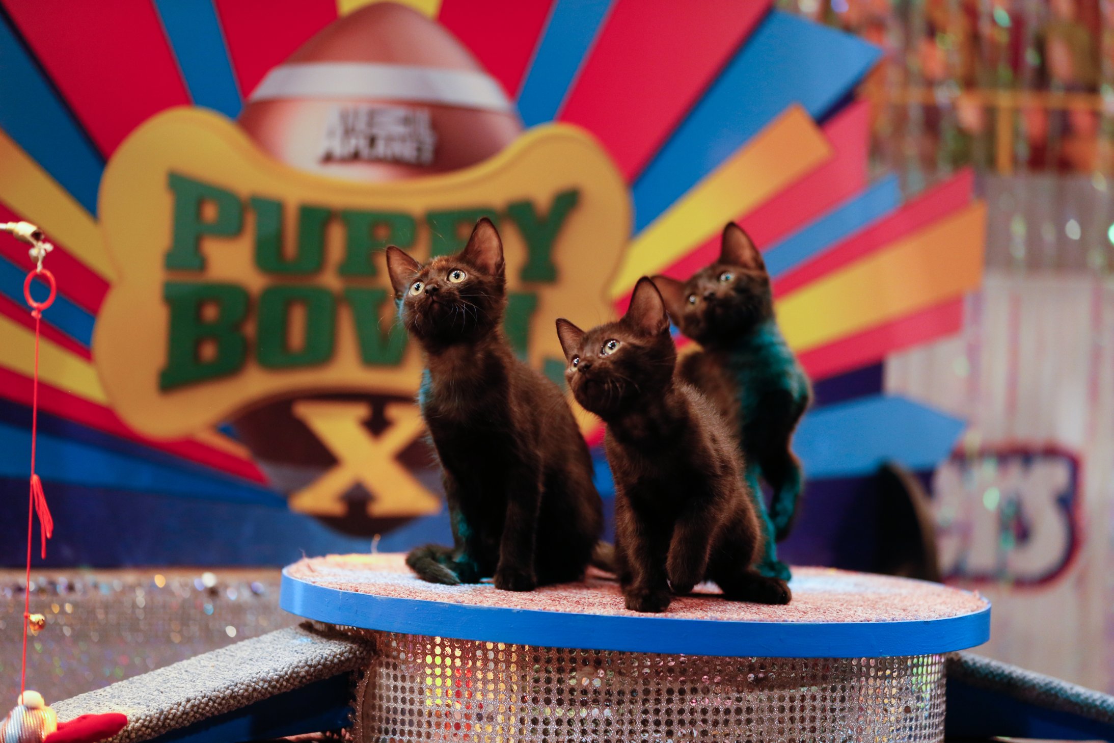 66 adorable reasons to watch Puppy Bowl X