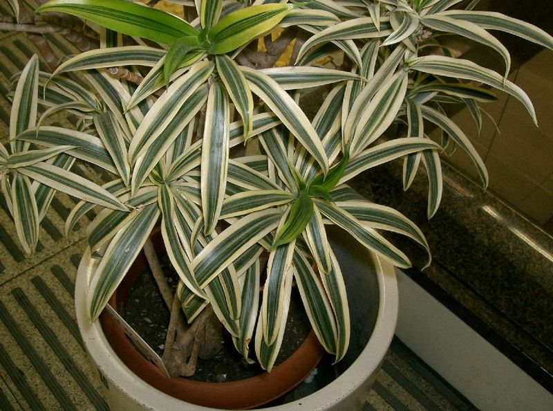Indoor plants 