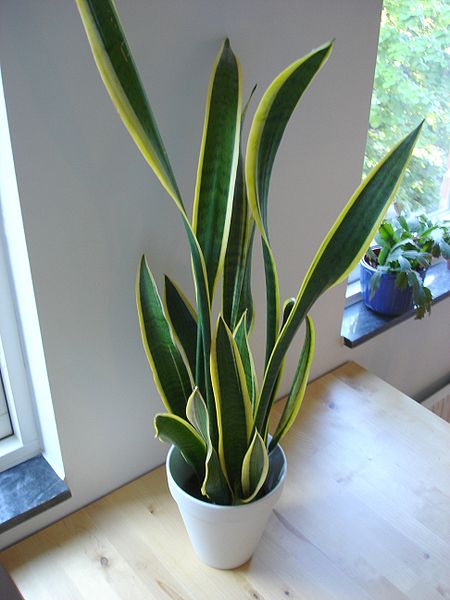 Indoor plants 