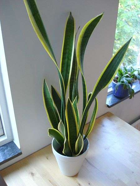 Indoor plants