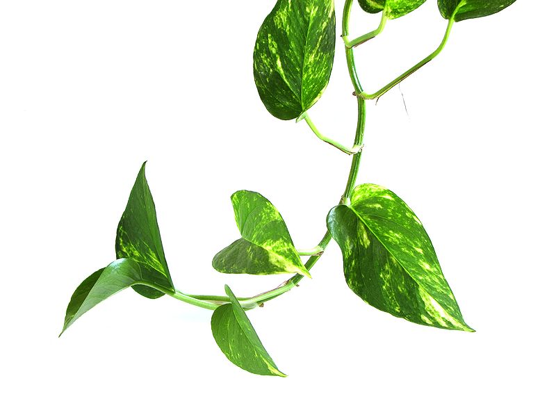 Indoor plants 