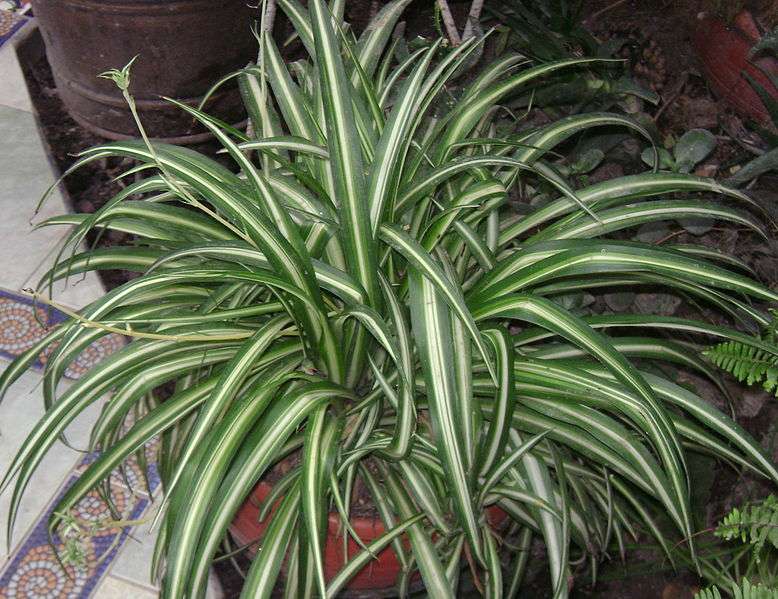 Indoor plants