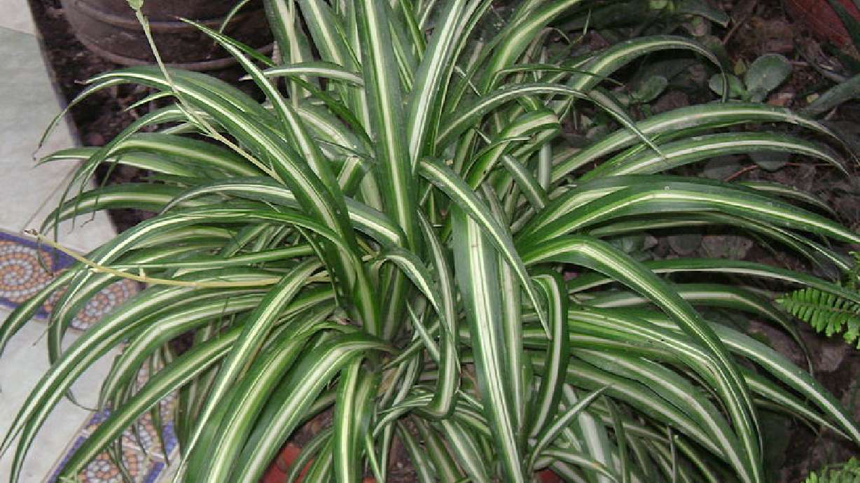 Indoor plants