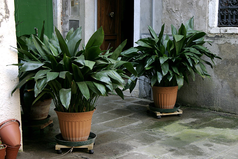 Indoor plants 
