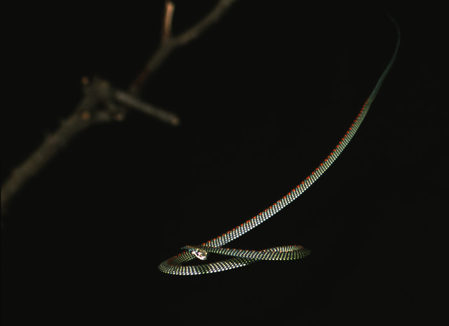 Flying snakes use UFO shape to glide, study says