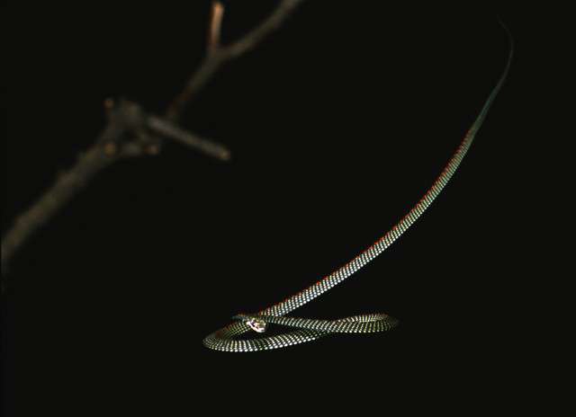 Flying snakes use UFO shape to glide, study says