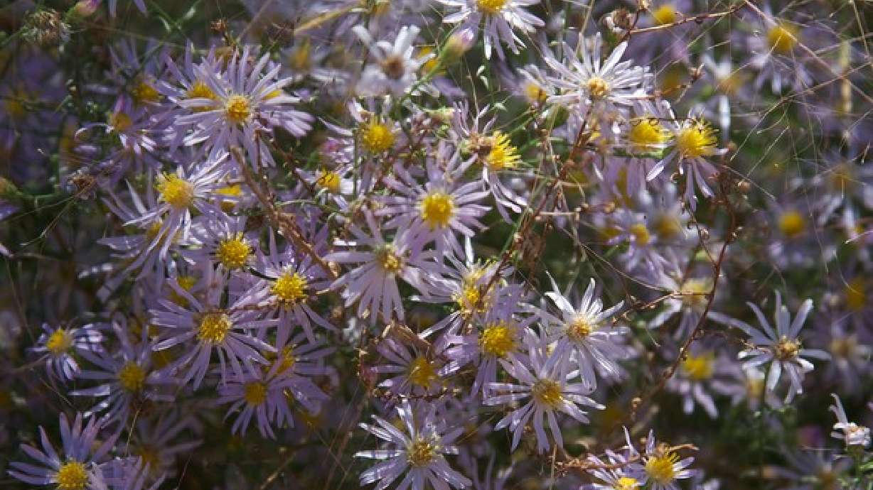 Photos: Plants throughout Utah