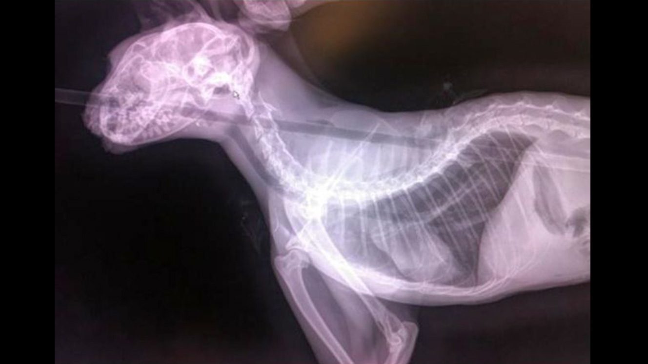 Reward offered for info about cat shot with arrow