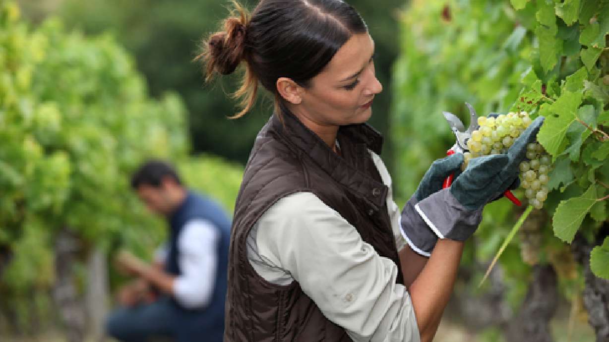 Pruning Grapes and Fruit trees