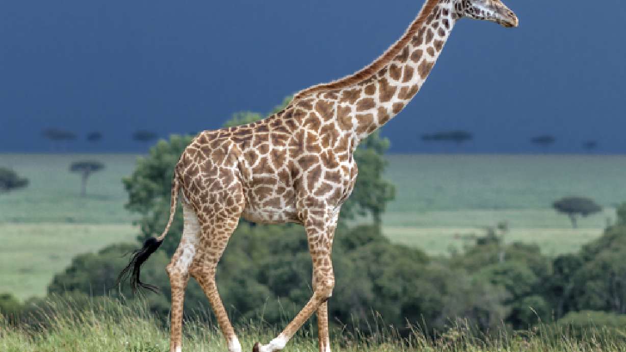 Danish zoo kills giraffe to prevent inbreeding