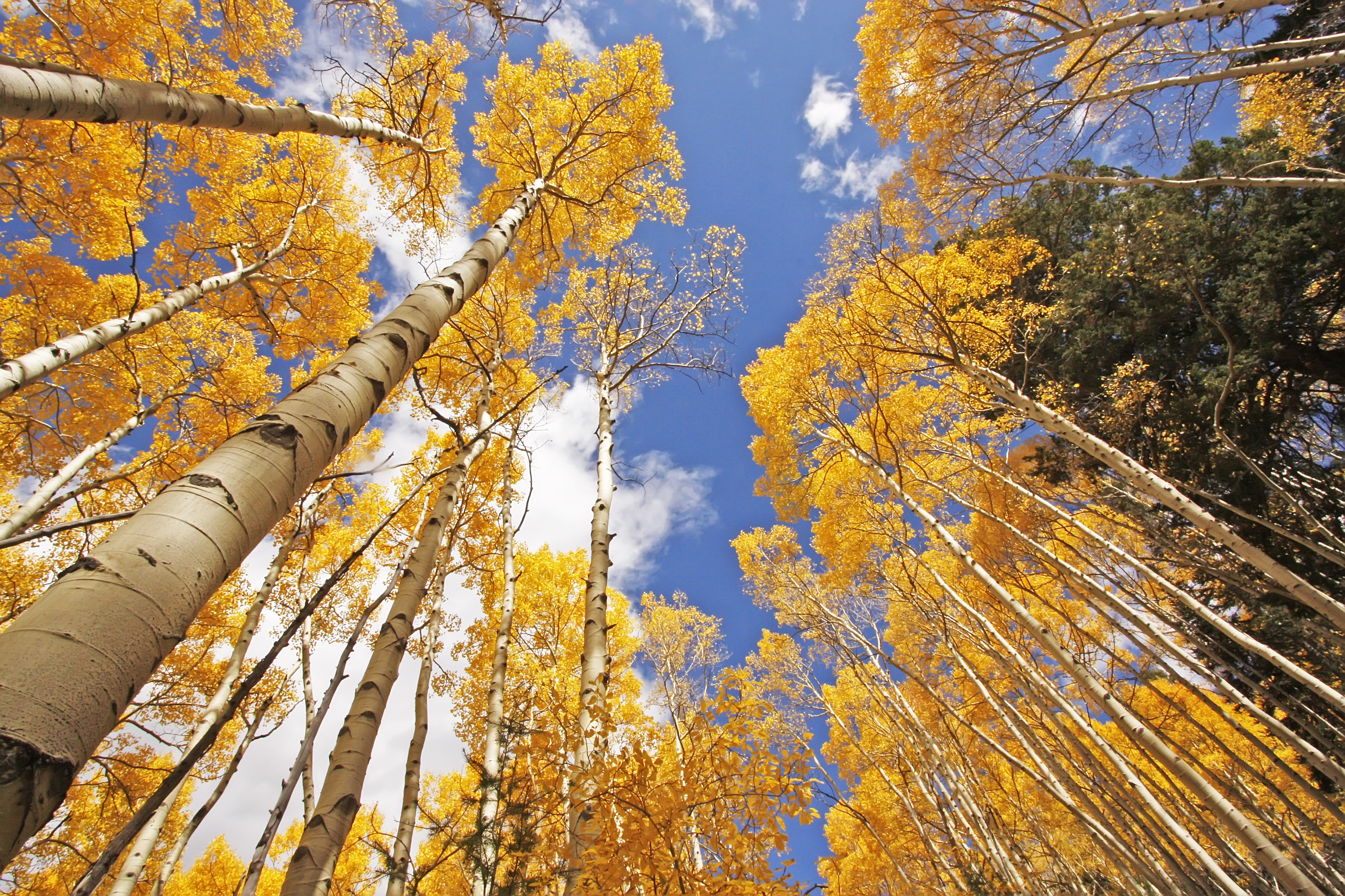 Quaking aspen set to oust blue spruce as state tree
