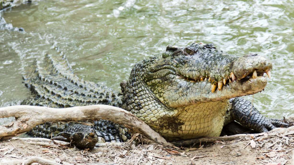 Crocodiles can climb trees, study says