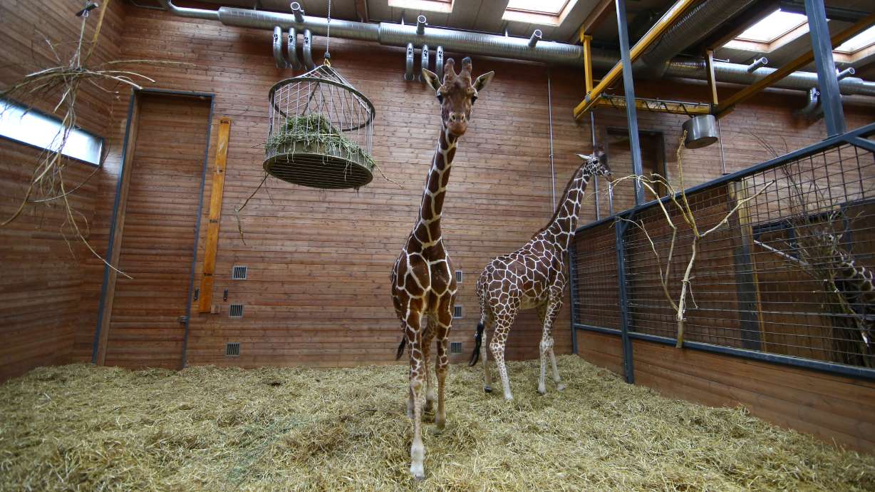 Denmark: Second zoo may euthanize a giraffe named Marius