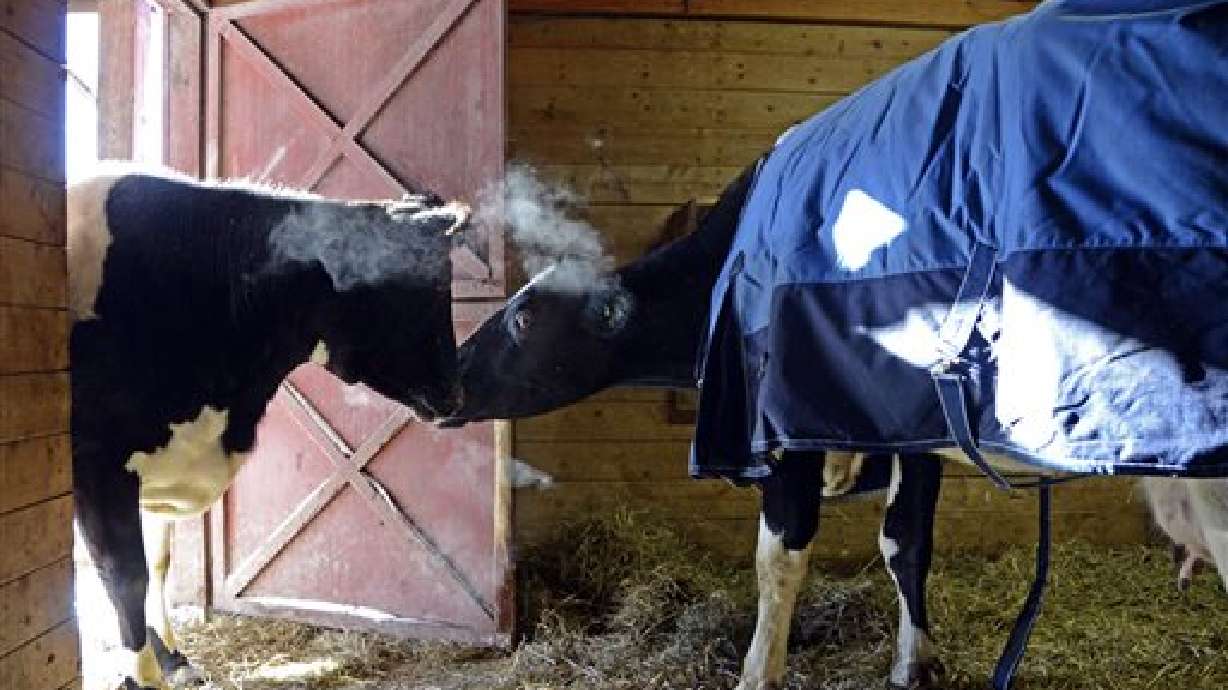 Dos vacas ciegas se vuelven las mejores amigas