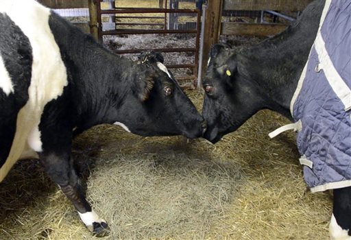 Dos vacas ciegas se vuelven las mejores amigas