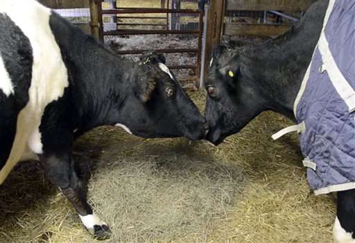 Dos vacas ciegas se vuelven las mejores amigas