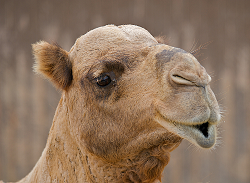 Camel escapes, attacks man in Southern California 